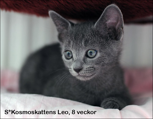 Leo